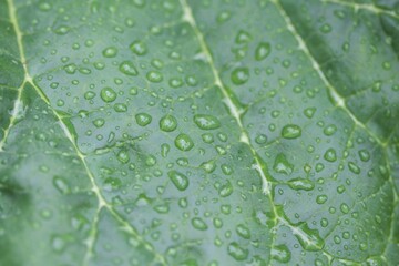 water drops on green leaf