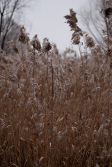 Fototapeta premium View on plants near lake