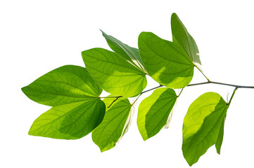 Fototapeta na wymiar Bauhinia purpurea, green purpurea leaves on white background, isolate