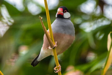 The Java sparrow (Padda oryzivora)