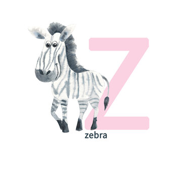 Letter Z, zebra, cute kids animal ABC alphabet. Watercolor illustration isolated on white background. Can be used for alphabet or cards for kids learning English vocabulary and handwriting.