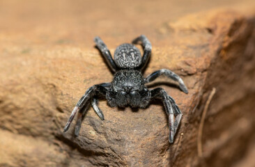 Velvet Spider (Family Eresidae)