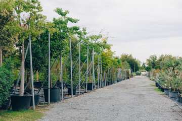 Gardening shop, greenhouse cactus plant nursery for garden decoration. Business for sale and selection of shrubs, botanical trees