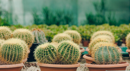 Gardening shop, Collection of various cactus plants in different pots