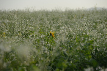 Obraz premium Sonnenblumen Blüte inmitten von Ölrettich im Morgenlicht