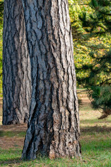 The widely split fissured bark of an Austrian black pine tree trunk