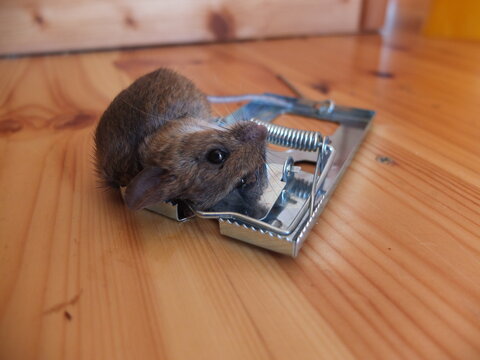 Dead mouse in a metal trap on the wooden floor