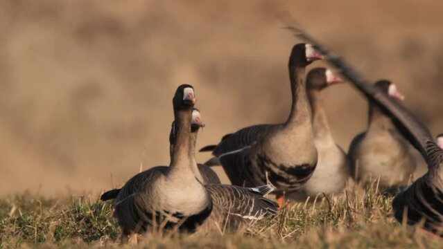Flock of Greater white-fronted goose (Anser albifrons) in springtime near pond flying in slow motion