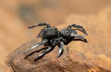 Velvet Spider (Family Eresidae)