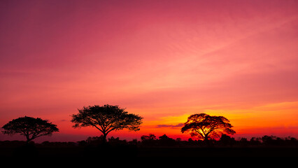 Fototapeta na wymiar Amazing.dark tree on open field, dramatic sunset, typical African sunset with acacia tree in Masai Mara, Kenya.Panoramic African tree silhouette with sunset.