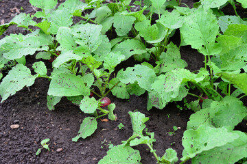 Obraz premium garden bed with radish with green leaves and dirty ground, close-up