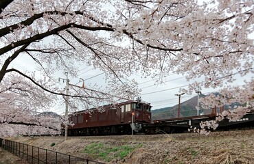 A local train traveling underneath flourishing sakura cherry blossoms lining up along the railway ~ Spring scenery of sakura and railroad at JR Katsunuma Station in Yamanashi Japan
