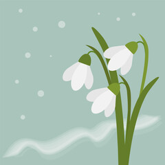 Spring flowers. Snowdrops on a light background.
