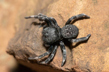 Velvet Spider (Family Eresidae)