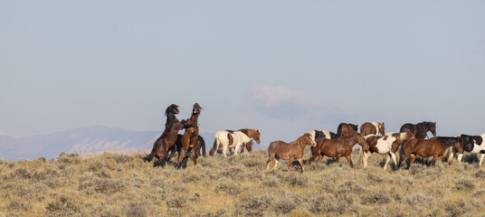 Wild Horses in Autumn in the Wyoming Desert