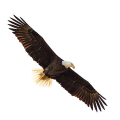 Bald eagle (Haliaeetus leucocephalus) flying, isolated on a transparent background. Transparent PNG file. 