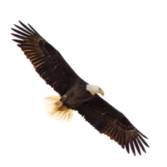 Muurstickers Bald eagle (Haliaeetus leucocephalus) flying, isolated on a transparent background. Transparent PNG file.  © Hayley Rutger