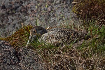 Common eider on eggs in nest surrounded with rocks on the island of Käärmesaari, Espoo, Finland.