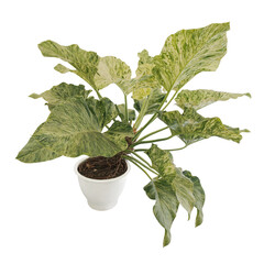 Variegated leaves tropical foliage plant Philodendron Giganteum Variegata the rare houseplant in white flowerpot