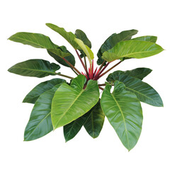Heart-shaped green leaves with red stems philodendron tropical foliage plant popular indoor houseplant