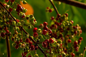 Indonesian bay leaf or daun salam, Syzygium polyanthum fruits, in shallow focus