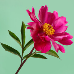 Red peony flower with yellow center isolated on green background.