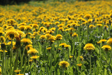 A field of blooming dandelions on a clear day.