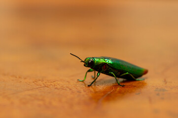Close up of Jewel beetle (Chrysochroa fulminans), shallow focus