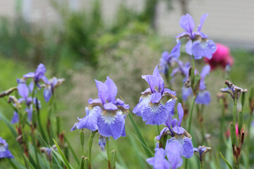 Lilac iris flowers in the garden.