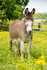 Naklejka na ściany i meble brown donkey in field full of flowers and sunlight