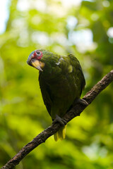 green parrot with a red part around his eyes watching the camera