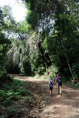 Fototapeta na wymiar Hike in the Atlantic forest in the rain forest ne`ar Rio de Janeiro, Brazil. Walking trail with lots of veggetation