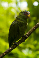 curious green parrot observing his parameter