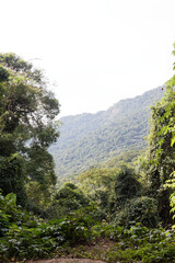 Hike in the Atlantic forest in the rain forest ne`ar Rio de Janeiro, Brazil. Walking trail with lots of veggetation