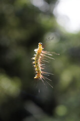 A gypsy moth caterpillar dangles from a tree by a silky thread as a means for aerial transportation. The sides of its body are guarded with stinging hairs.