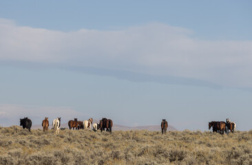 Obraz premium Wild Horses in Autumn in the Wyoming Desert