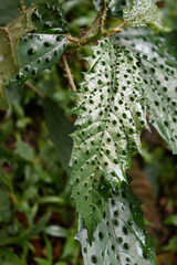 Girardinia diversifolia, commonly known as the Himalayan nettle or Nilghiri nettle. In South america rainforest. Invesive plant. 