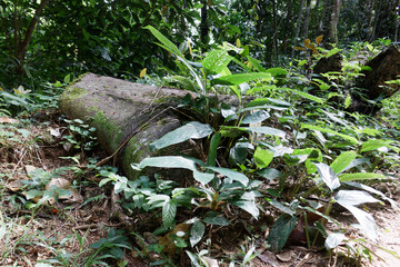 Girardinia diversifolia, commonly known as the Himalayan nettle or Nilghiri nettle. In South america rainforest. Invesive plant. 
