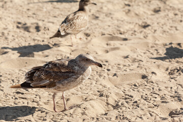 Gulls on sandy beach in California on a sunny day, summer vacation and wild nature concept