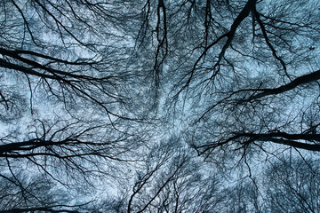 Crowns of a winter tree against a clear blue sky