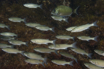 Boxlip mullets (Oedalechilus labeo) in Mediterranean Sea