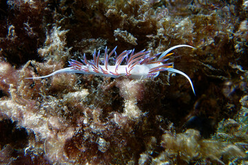 Hervia (Cratena peregrina) in Mediterranean Sea