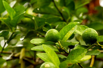 Fresh lemon, Lime (Citrus aurantifolia) on the tree