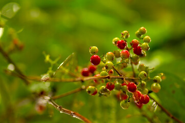 Indonesian bay leaf or daun salam, Syzygium polyanthum fruits, in shallow focus