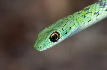 Spotted bush snake (Philothamnus semivariegatus)