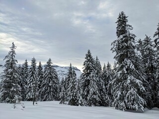 Ski tour in the Glarus Alps. From Weissenberg to the Fuggstock. Through freshly snow covered forests to the summit. Skitouring in the AlpsHigh quality photo.