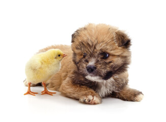 Shaggy puppy and little chicken.