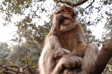 Monkey gnaws on a nut
