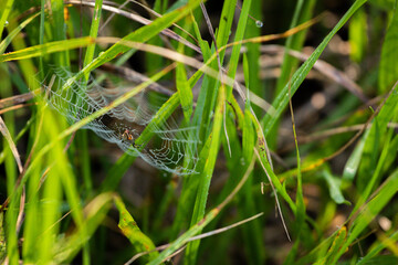 natureza