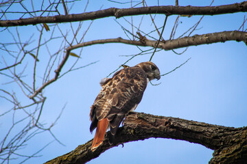 Majestic hawk sits on tree branch